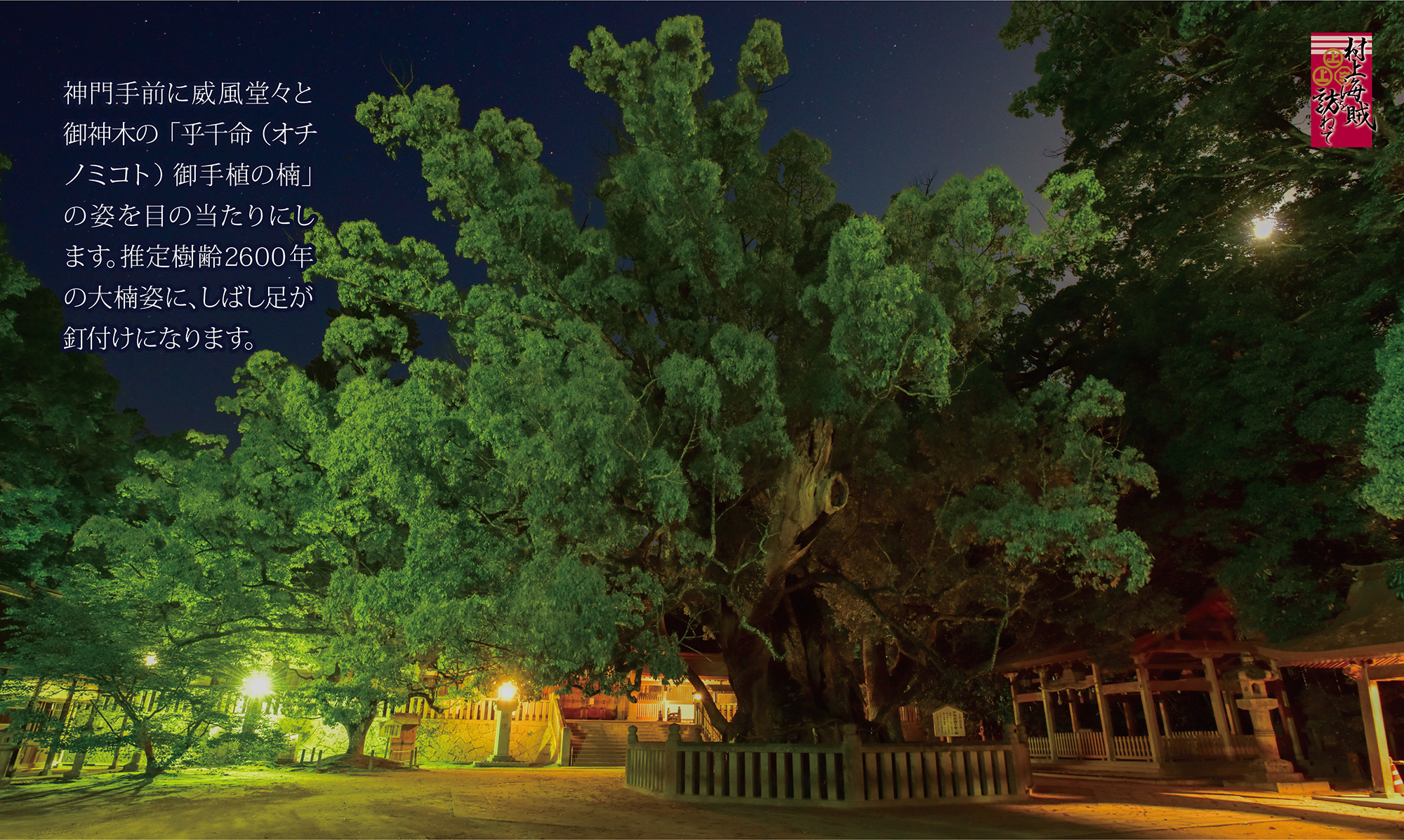 大三島大山祇神社の御神木は樹齢2600年